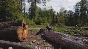 Trusted Wake Village, TX Tree Services Experts