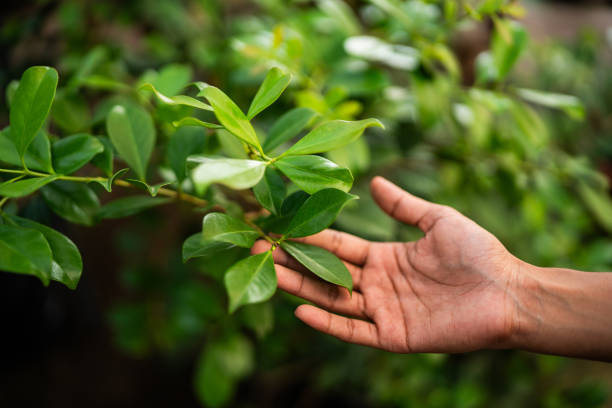 How Our Tree Care Process Works  in  Wake Village, TX